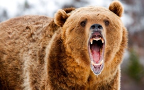 Bear Mauls Man At Alaska Airport