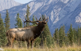 Montana Rejects Plan To Prevent Elk Disease Spread