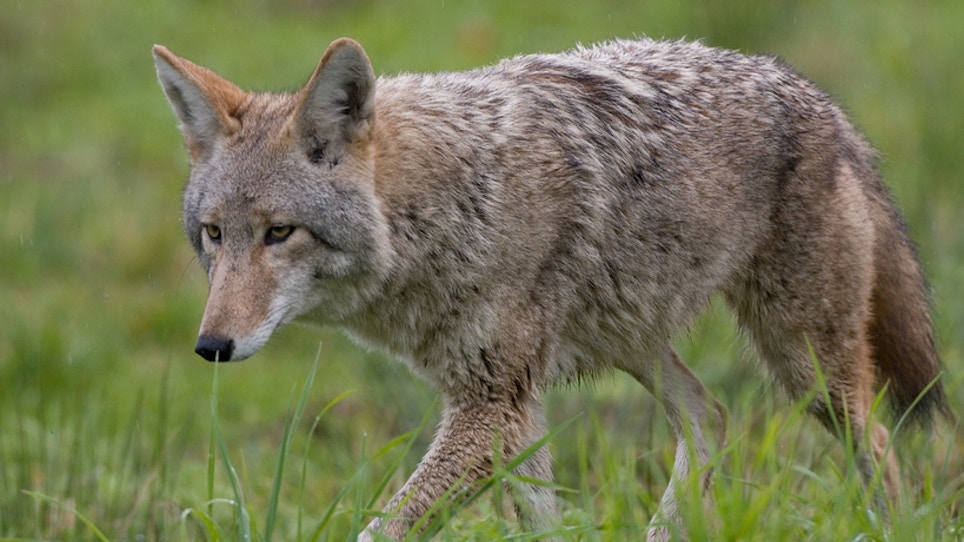 Kill A Marked Coyote, Get A Lifetime Hunting License
