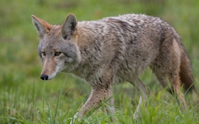 Officials: Electric Fence For Coyotes Must Come Down