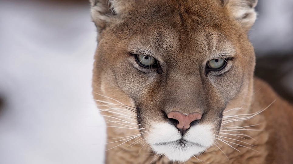 New Jersey Told Cougars Will Control Deer Population