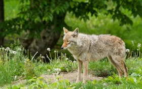 Coyote Attacks Force Closure Of California Park
