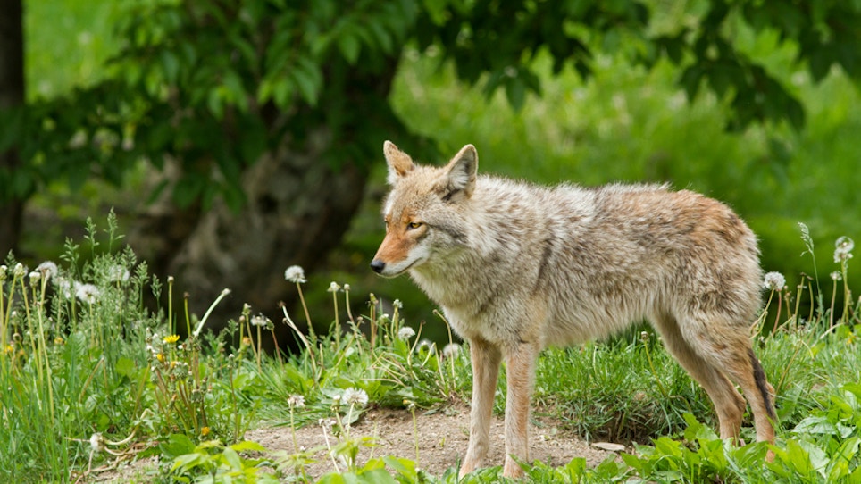 Coyote Attacks Force Closure Of California Park
