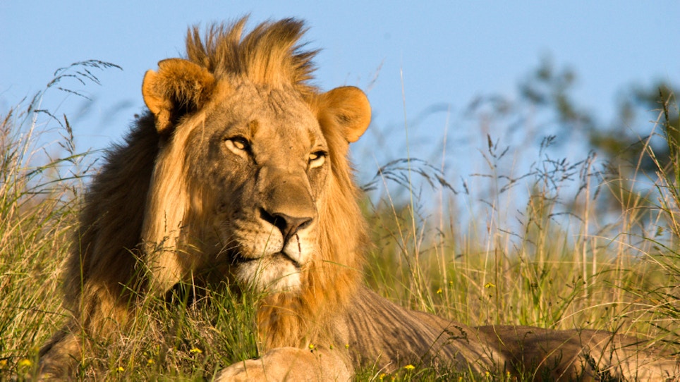Lawmaker Calls For Federal Probe Into 'Cecil' Lion Death