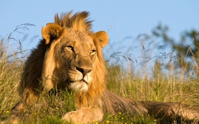 Zimbabwe Seems To Cool Off On Extraditing Cecil's Hunter