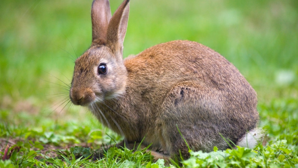 Rare Rabbit Disease Puts Officials on Alert