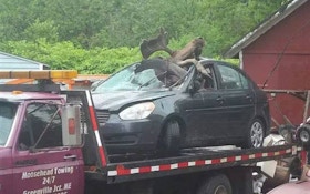 PHOTO GALLERY: Moose vs. Car