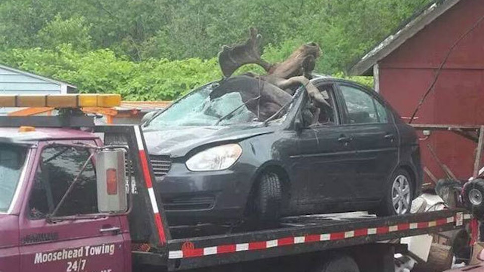 PHOTO GALLERY: Moose vs. Car