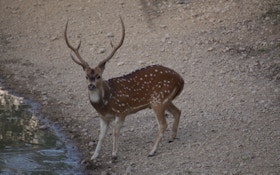 5 Reasons The Axis Deer Is A Must-Bowhunt Species