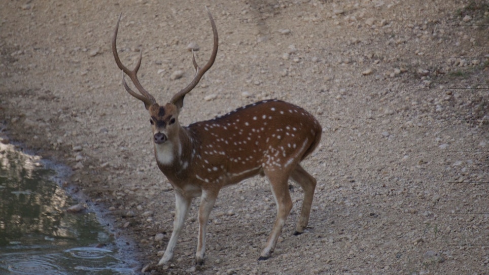 5 Reasons The Axis Deer Is A Must-Bowhunt Species