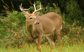 “Inferior” Bucks: To cull or not to cull