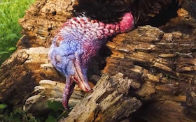 Unique Wild Turkey Video: Does This Injured Gobbler Fall Out of a Roost Tree?