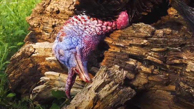 Unique Wild Turkey Video: Does This Injured Gobbler Fall Out of a Roost Tree?