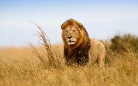 Bowhunter In Hot Water Over Lion Kill