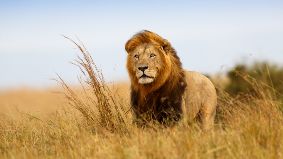 Bowhunter In Hot Water Over Lion Kill