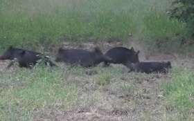 Hunters Get To Root Of Feral Pig Problem