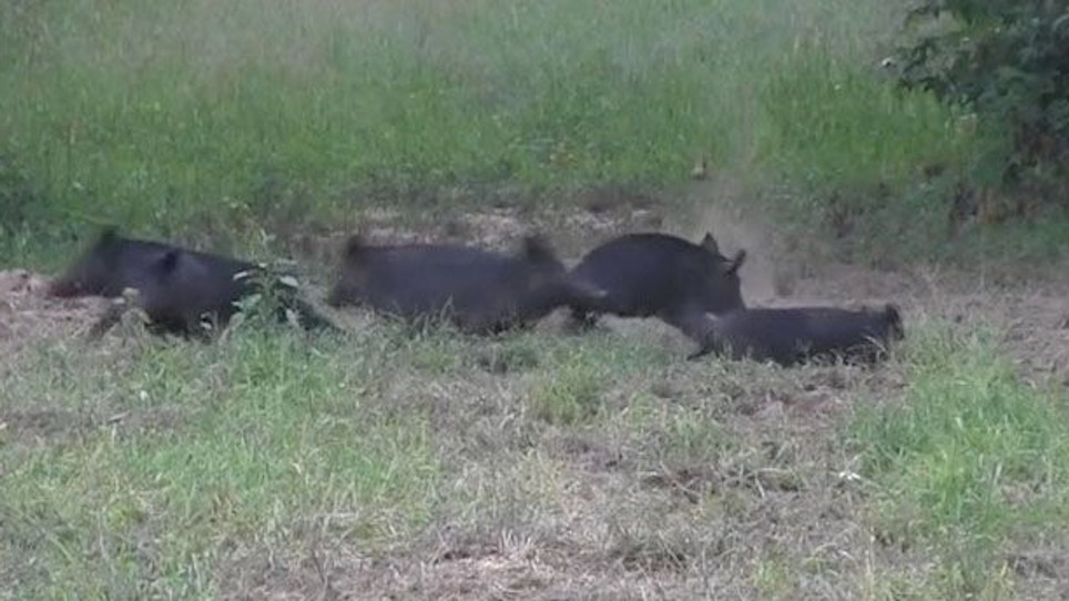 Hunters Get To Root Of Feral Pig Problem