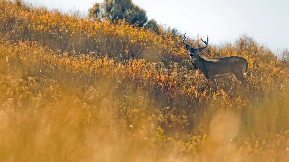 Q&A: Deer Rely on Scent,  Stealthy Hunters Should Too
