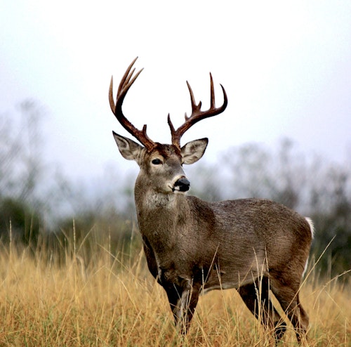 In a study about deer patterns and deer stands, bucks moved an average of 55 yards further from stands late in the hunting season, compared to movement on day one. Photo: John Hafner