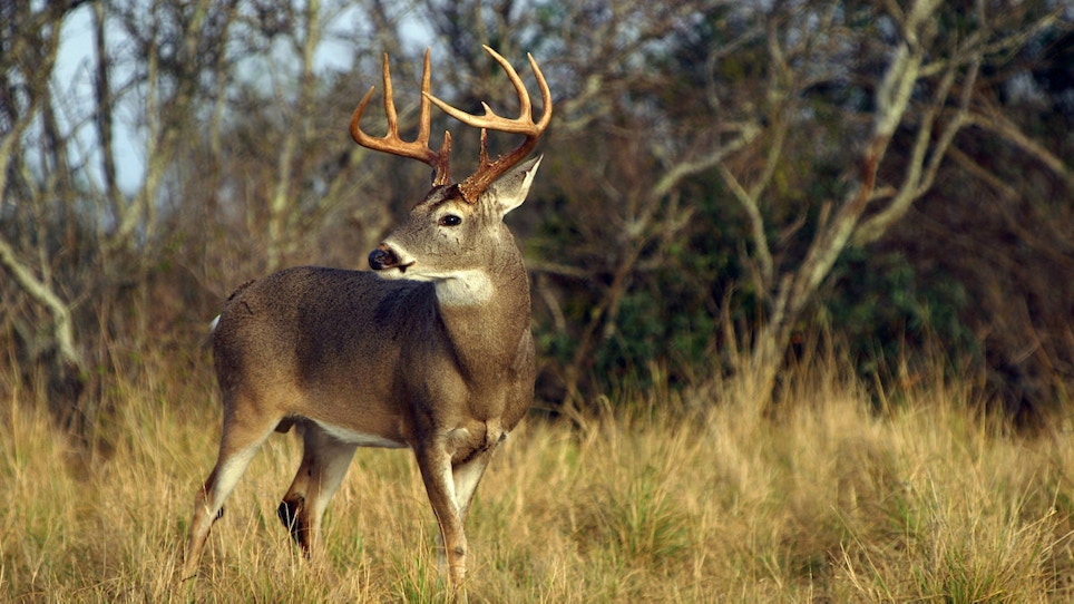 Research: Understanding Hunting Pressure and Deer Movement