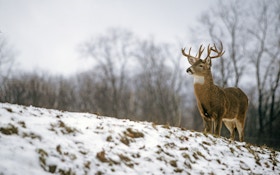 Hunt winter deer during December's "perfect storm"