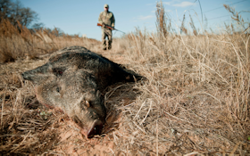 Take Precautions When Cleaning and Butchering Wild Hogs