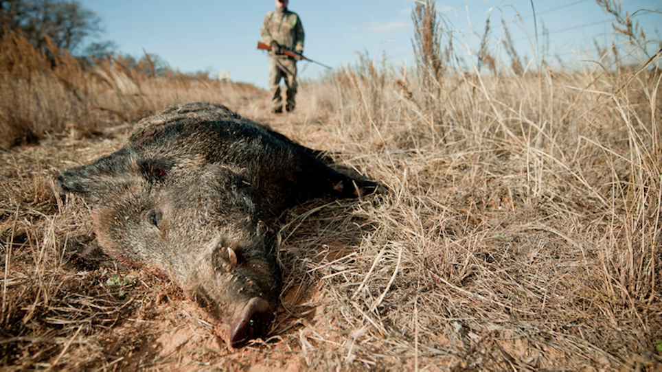 Take Precautions When Cleaning and Butchering Wild Hogs