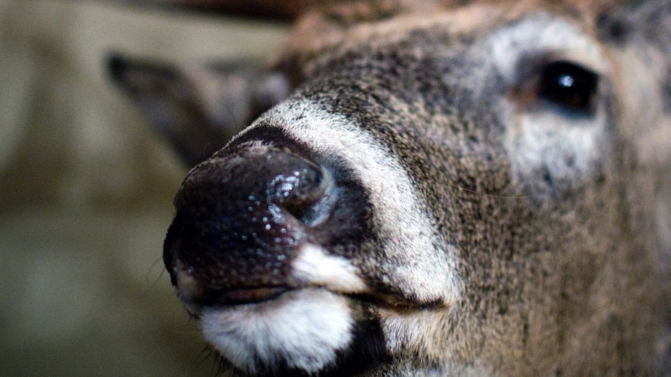 Explainer: the science behind a deer's sense of smell