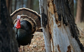 Your guide to hunting the Merriam's turkey