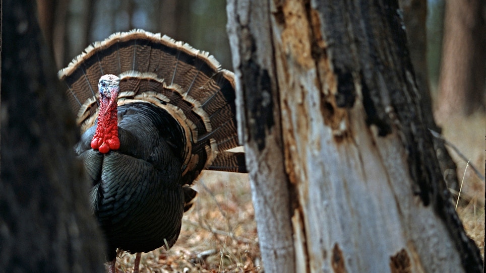 Your guide to hunting the Merriam's turkey