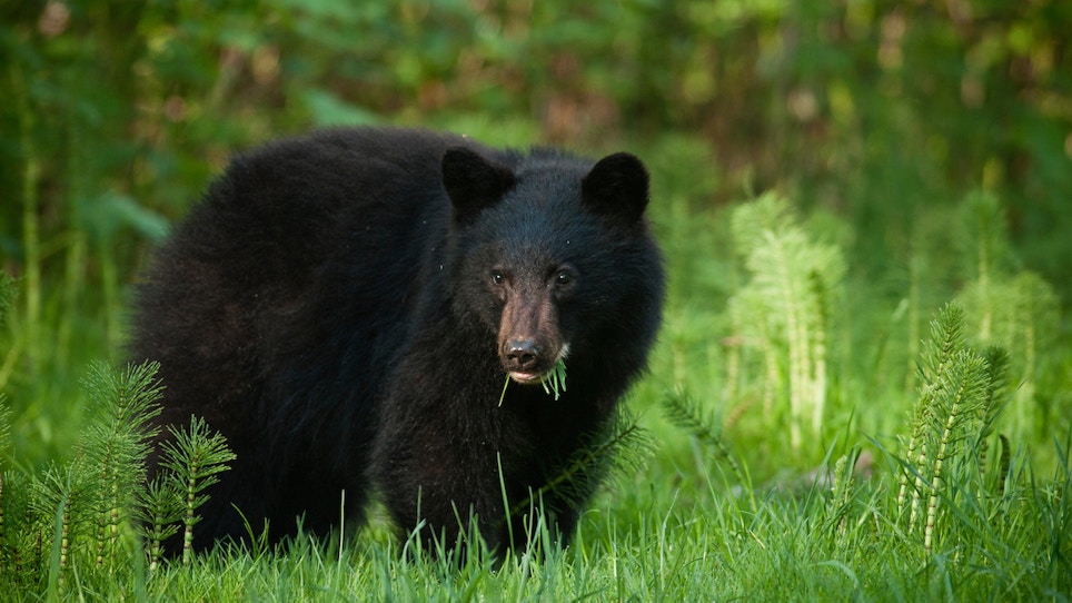 9 Ways to Judge Bear Size, Age in the Field