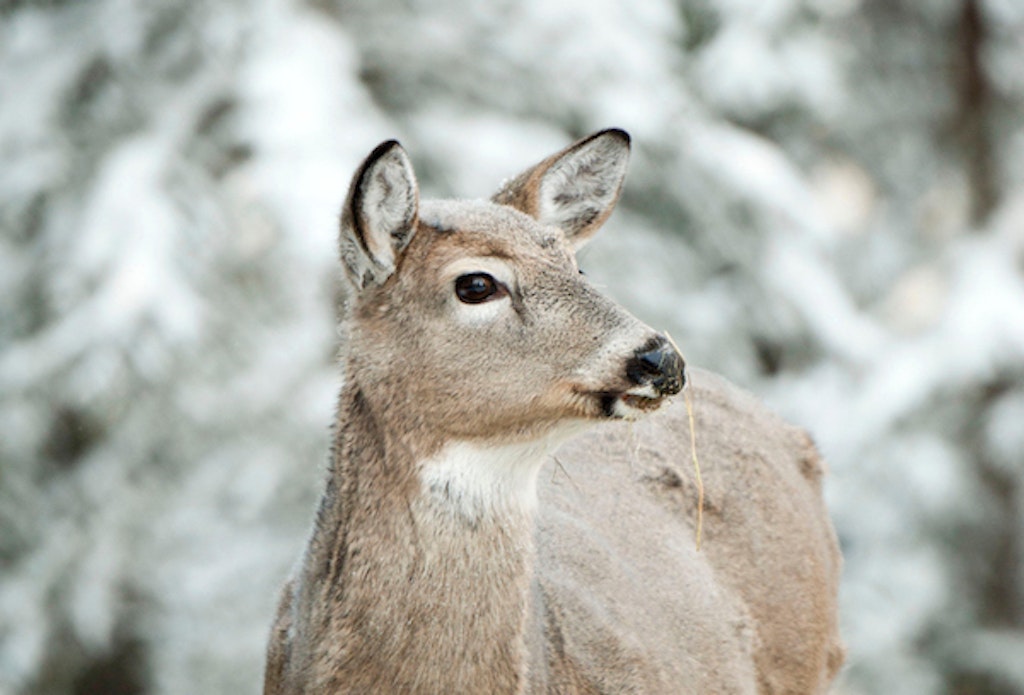 Each hair on a deer's winter coat is hollow, so air is trapped inside, which helps the animals retain heat.  Photo: John Hafner 