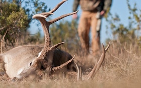When Is the Best Time to Deer Hunt?