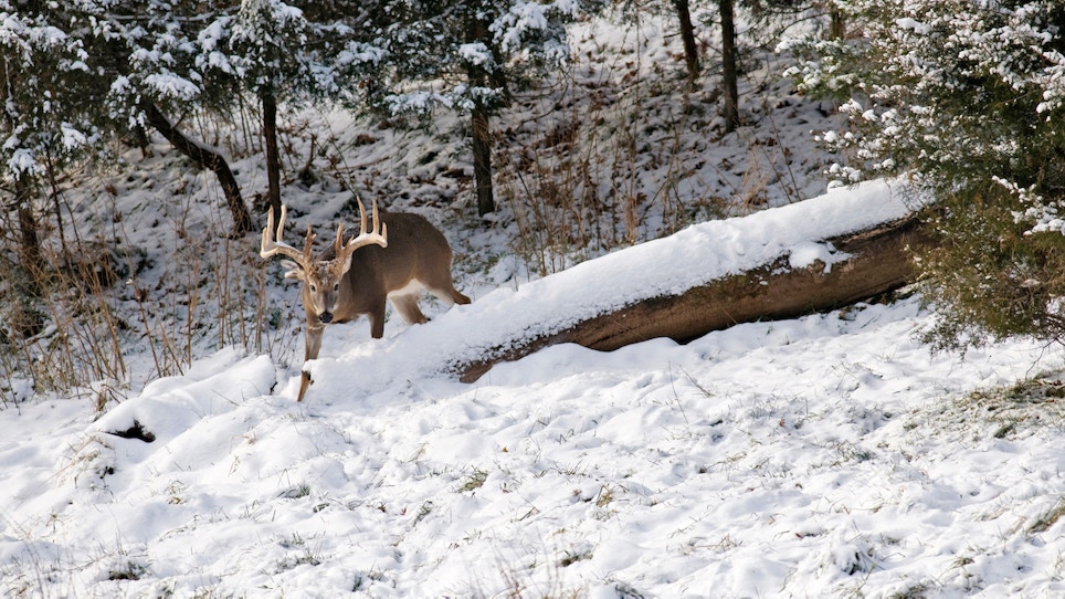 Are Harsh Winters Killing Your Deer?