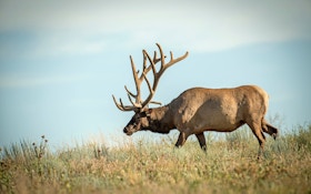 Q & A: Elk Basics