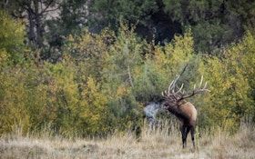 DIY Wyoming Elk — Start Planning Now