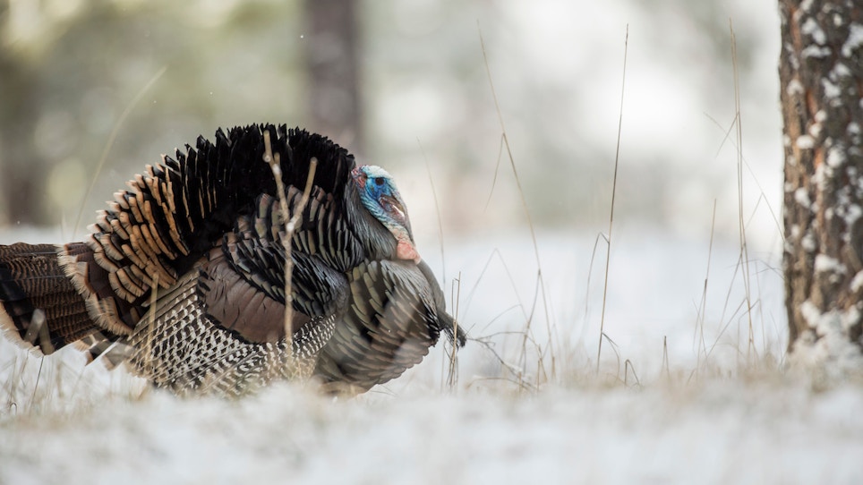 Wild Turkey Verses the Common Thanksgiving Day Turkey