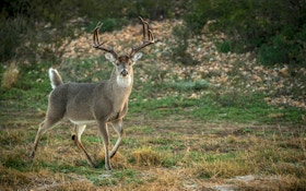 Don't Quit on Quality Deer Management, It WILL Increase Antler Size