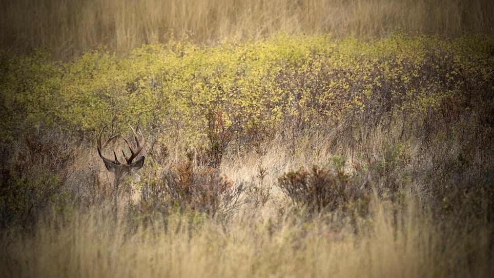Basic Guide to Weather Patterns and Deer Behavior 