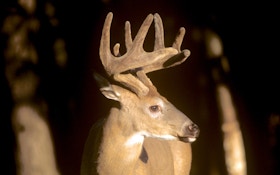 Hunting Deer in Velvet: Tennessee Becomes the Latest to Adopt an Early-Hunting Period