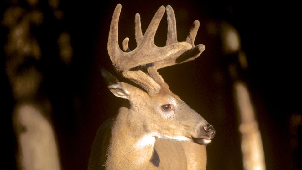 Hunting Deer in Velvet: Tennessee Becomes the Latest to Adopt an Early-Hunting Period