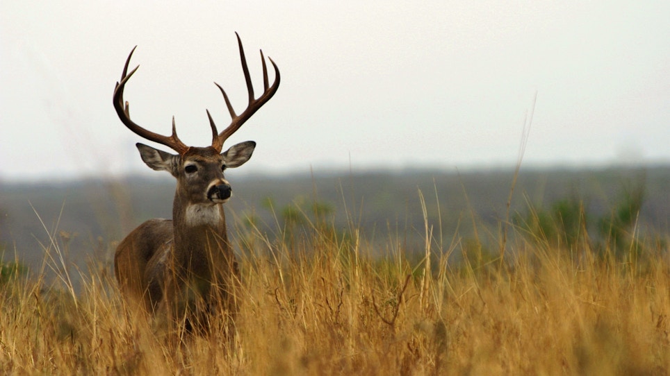 Hunters From These 5 States Harvested More Mature Bucks