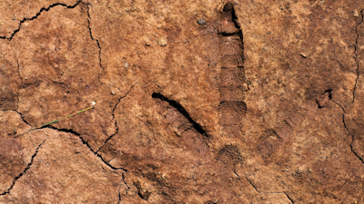 Top 10 spring turkey scouting tips