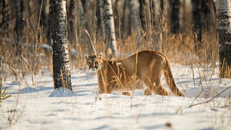 Here’s Why Predator Hunters Should Eat More Cougar
