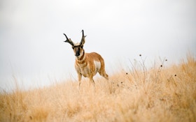 Tips for Improving Your Odds While Hunting Antelope
