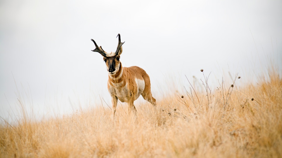 Tips for Improving Your Odds While Hunting Antelope
