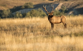 Top 10 Reasons You’ll Never Arrow an Elk