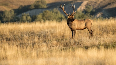 Top 10 Reasons You’ll Never Arrow an Elk