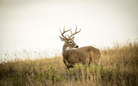 Why Do Deer Shed Their Antlers?