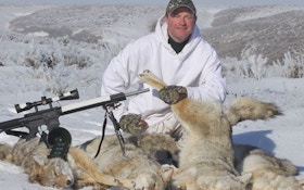 Tips for Hunting Coyotes in Deep Snow